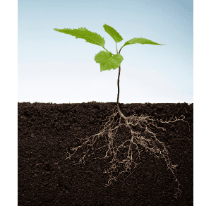 Why Choose askelie® 62 19 1